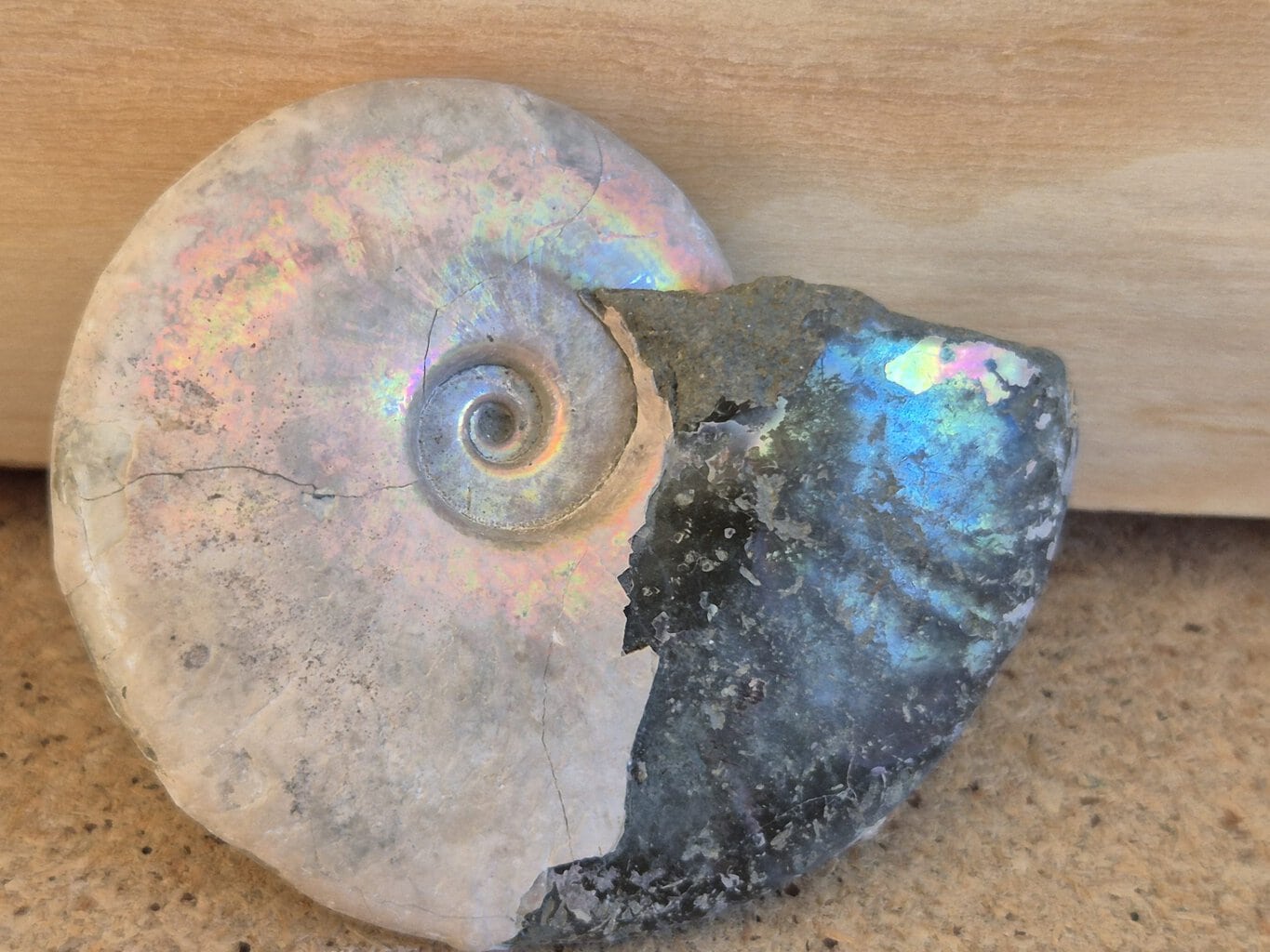 Beudanticeras revoili – Image 2