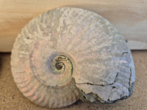 Aioloceras