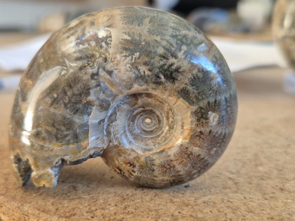 Eogaudryceras n1