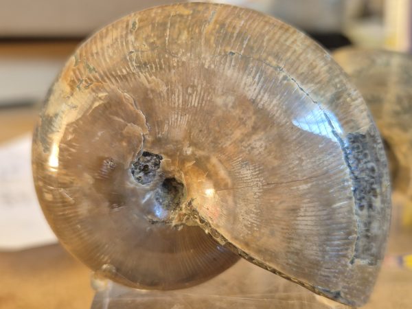 Phylloceras coquille polie