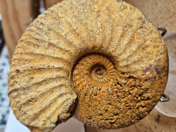 Macrocephalite madascariensis