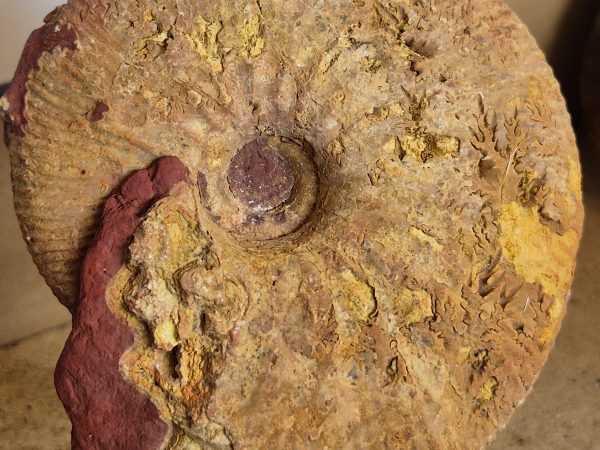 Dolikephalite