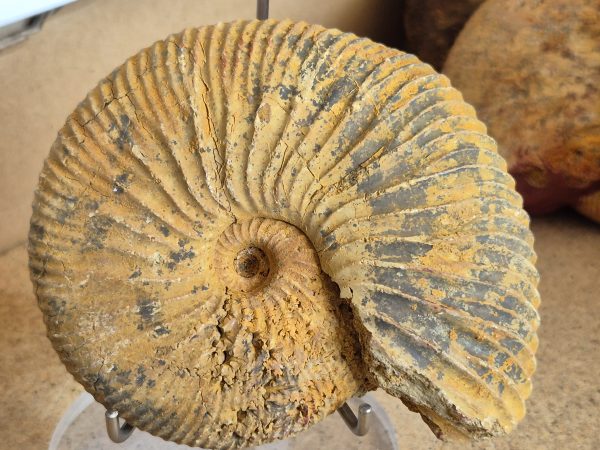 Macrocephalite madascariensis n2