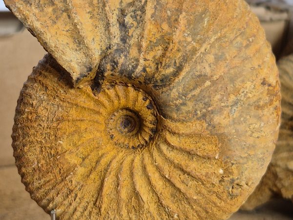 Macrocephalite madascariensis n3