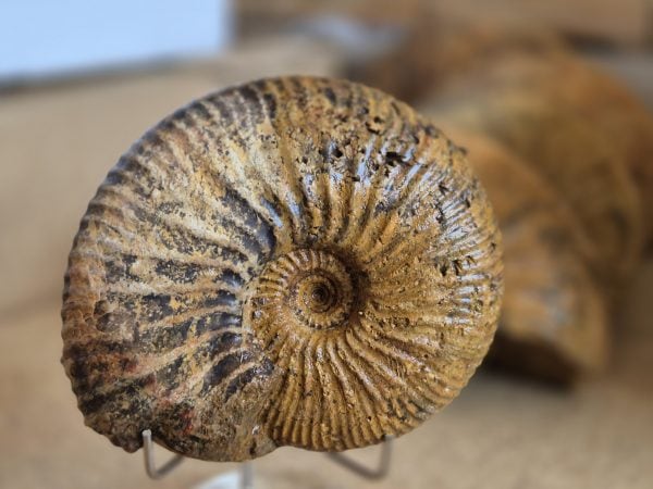 Macrocephalite madascariensis n4