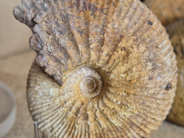 Macrocephalite madascariensis n5