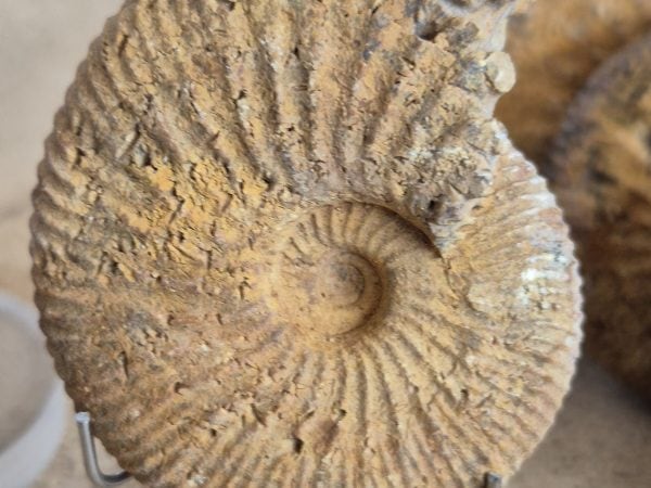Macrocephalite madascariensis n6