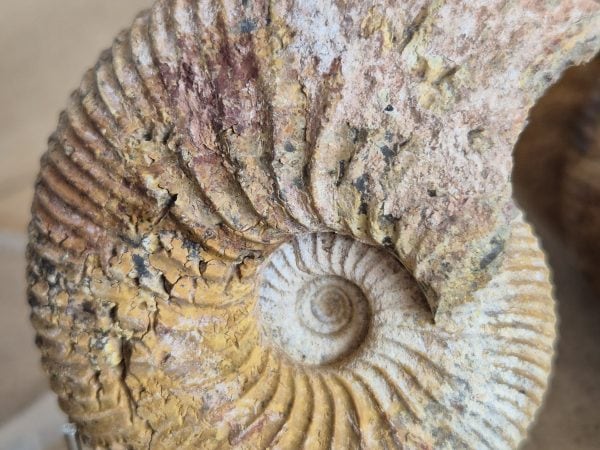 Macrocephalite madascariensis n7