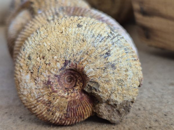 Macrocephalite madascariensis n8