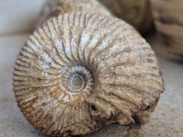 Macrocephalite madascariensis n9