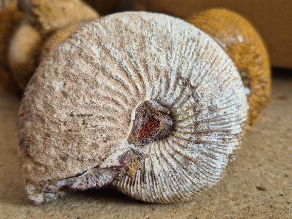 Dolikephalite flexosus