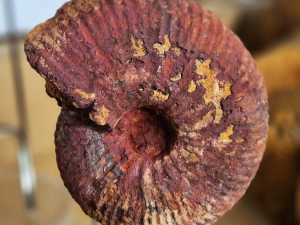 Macrocephalite hématisée