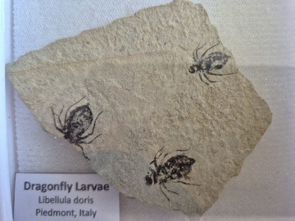 Larve de Libellula doris
