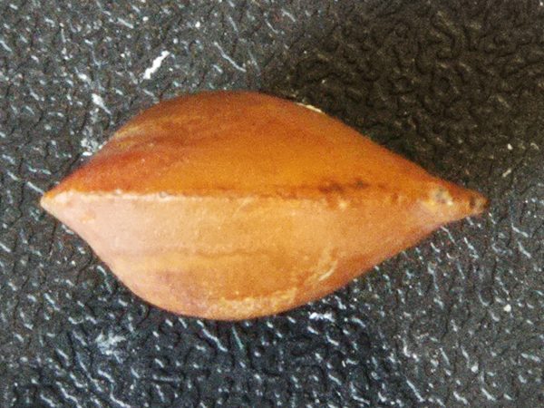 Bivalve silicifié