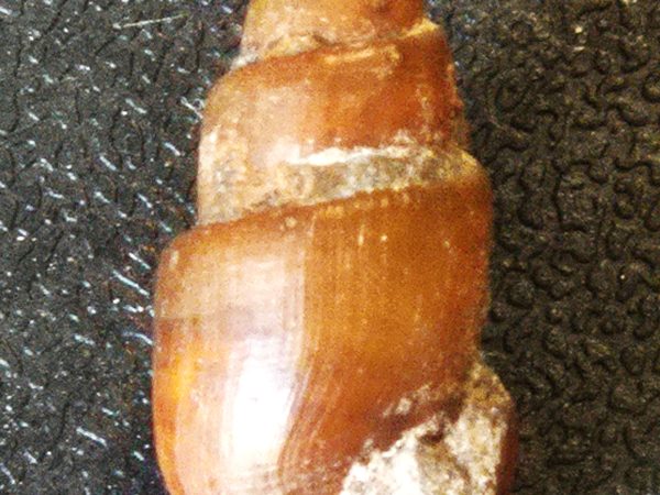 Clavilites