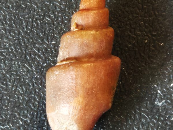 Clavilites Eocène