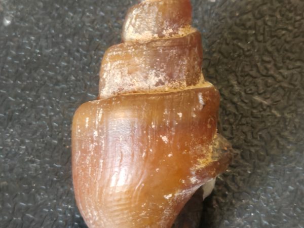 Clavilites Maroc