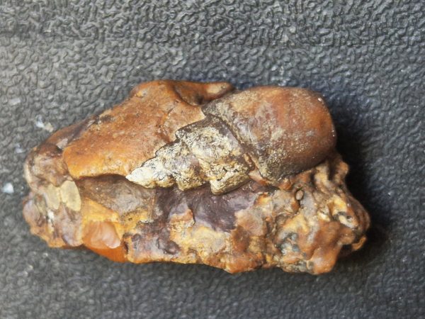 Clavilites silicifié