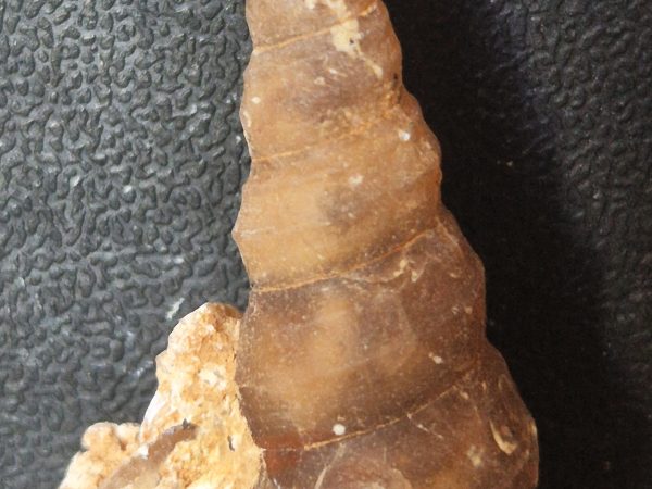 Turritelle silicifiée