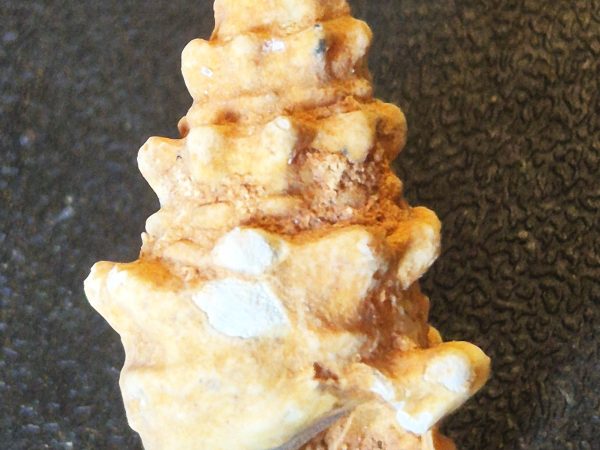 Cérithe