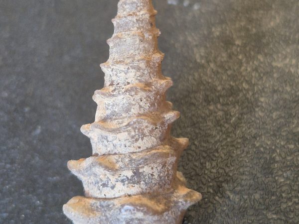 Cérithe silicifiée n2