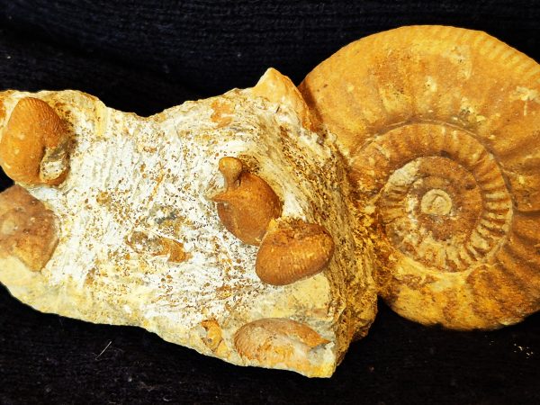 Oecoptychius refractus et Choffatia