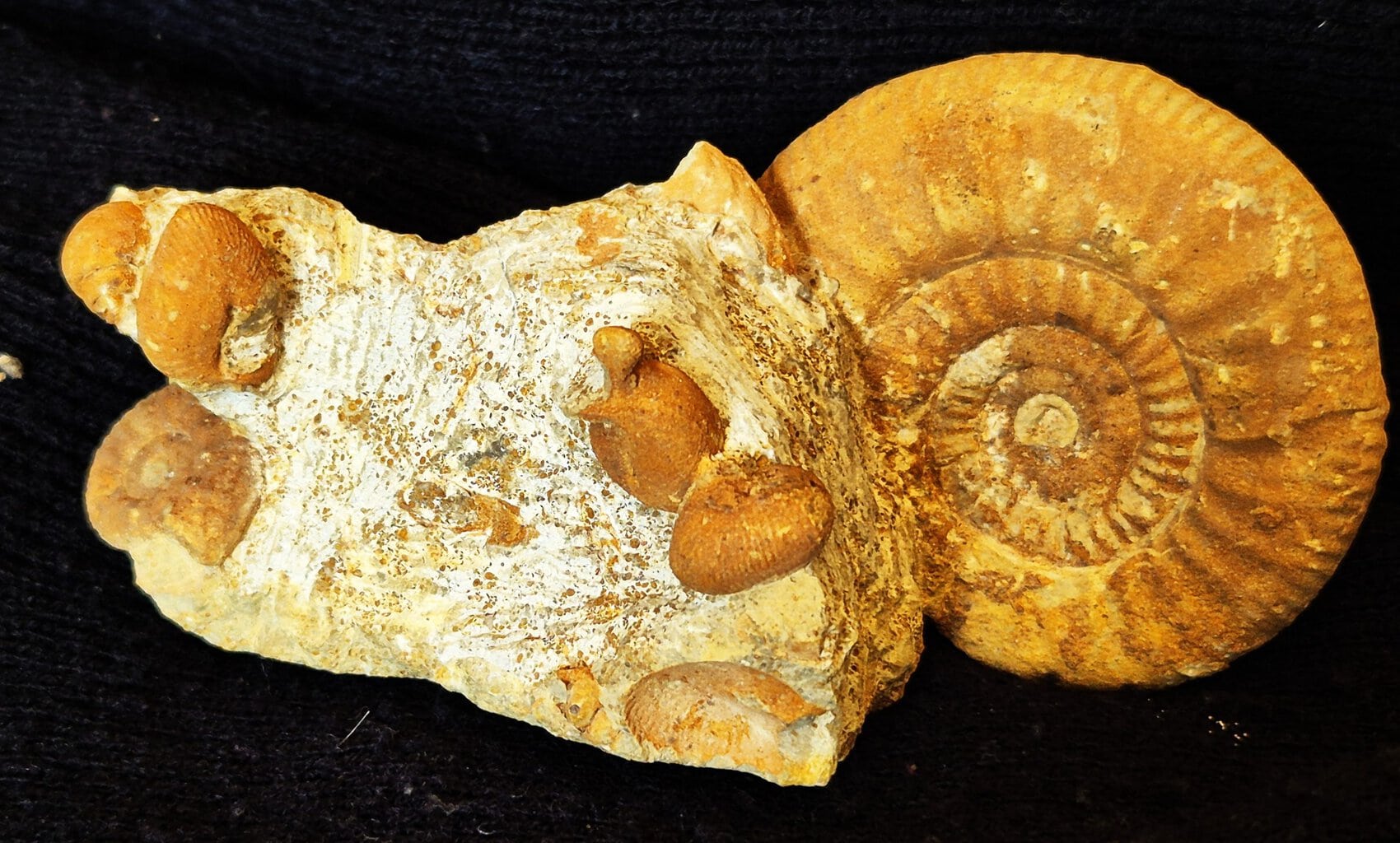 Oecoptychius refractus et Choffatia