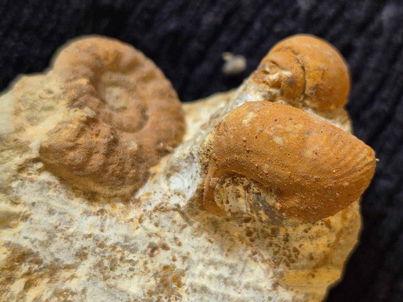 Oecoptychius refractus et Choffatia – Image 2