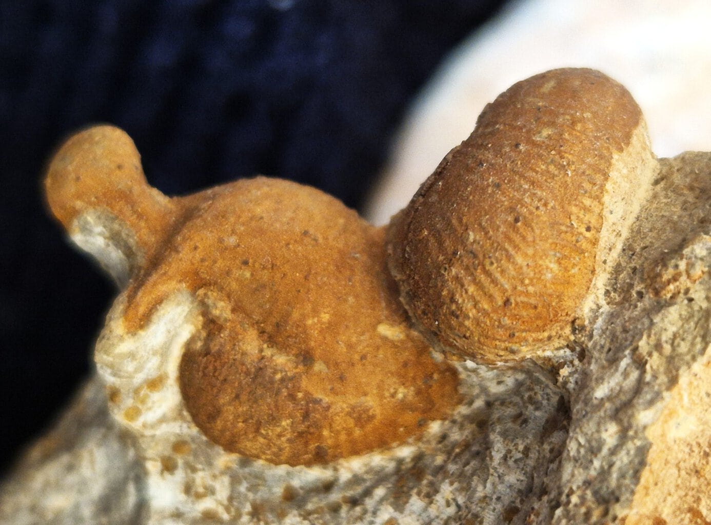 Oecoptychius refractus et Choffatia – Image 3