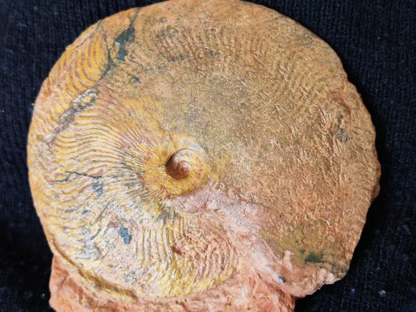 Polyplectus Arbresle