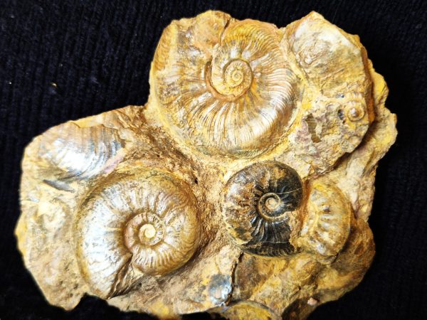Pleydellia toarcien