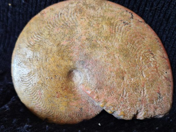 Polyplectus Belmont