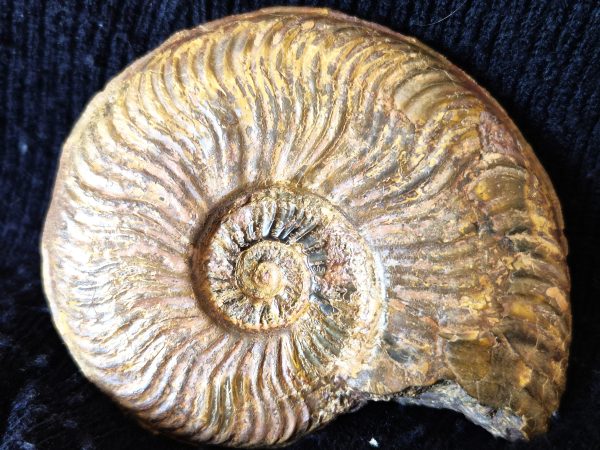 Pleydellia Jurassique