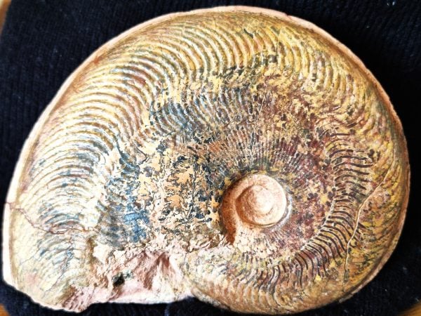 Harpoceras Arbresle