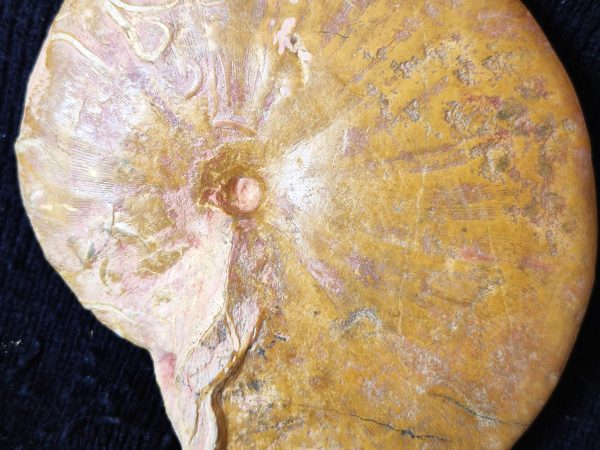 Phylloceras rare du Toarcien