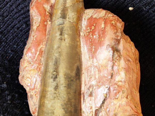 Bélemnite du toarcien