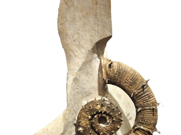 Crioceras Marjorensis Hauterivien