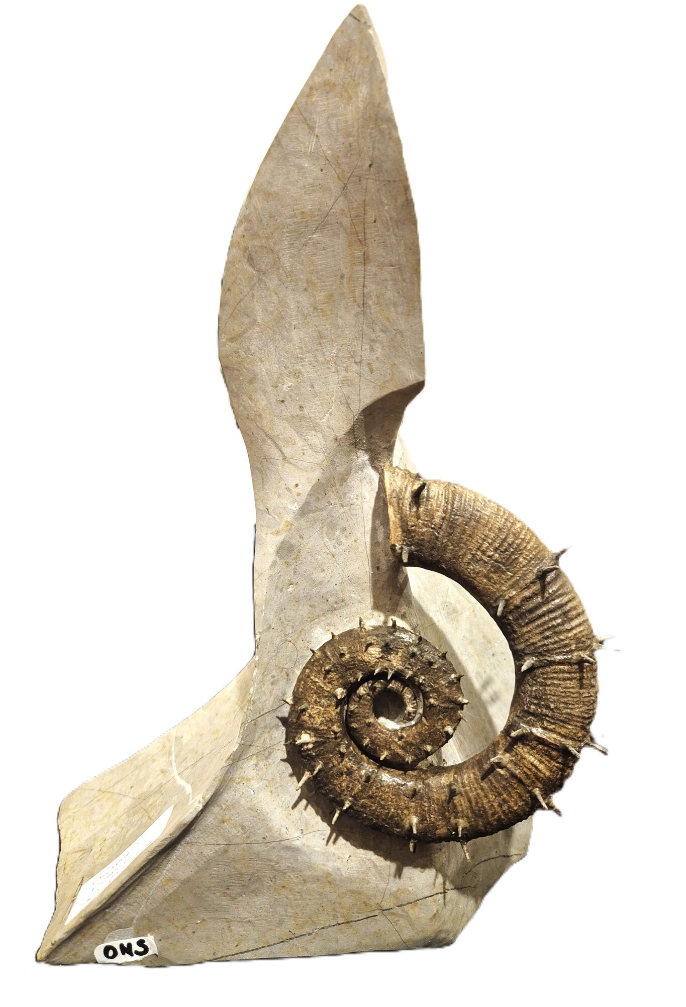 Crioceras Marjorensis Hauterivien