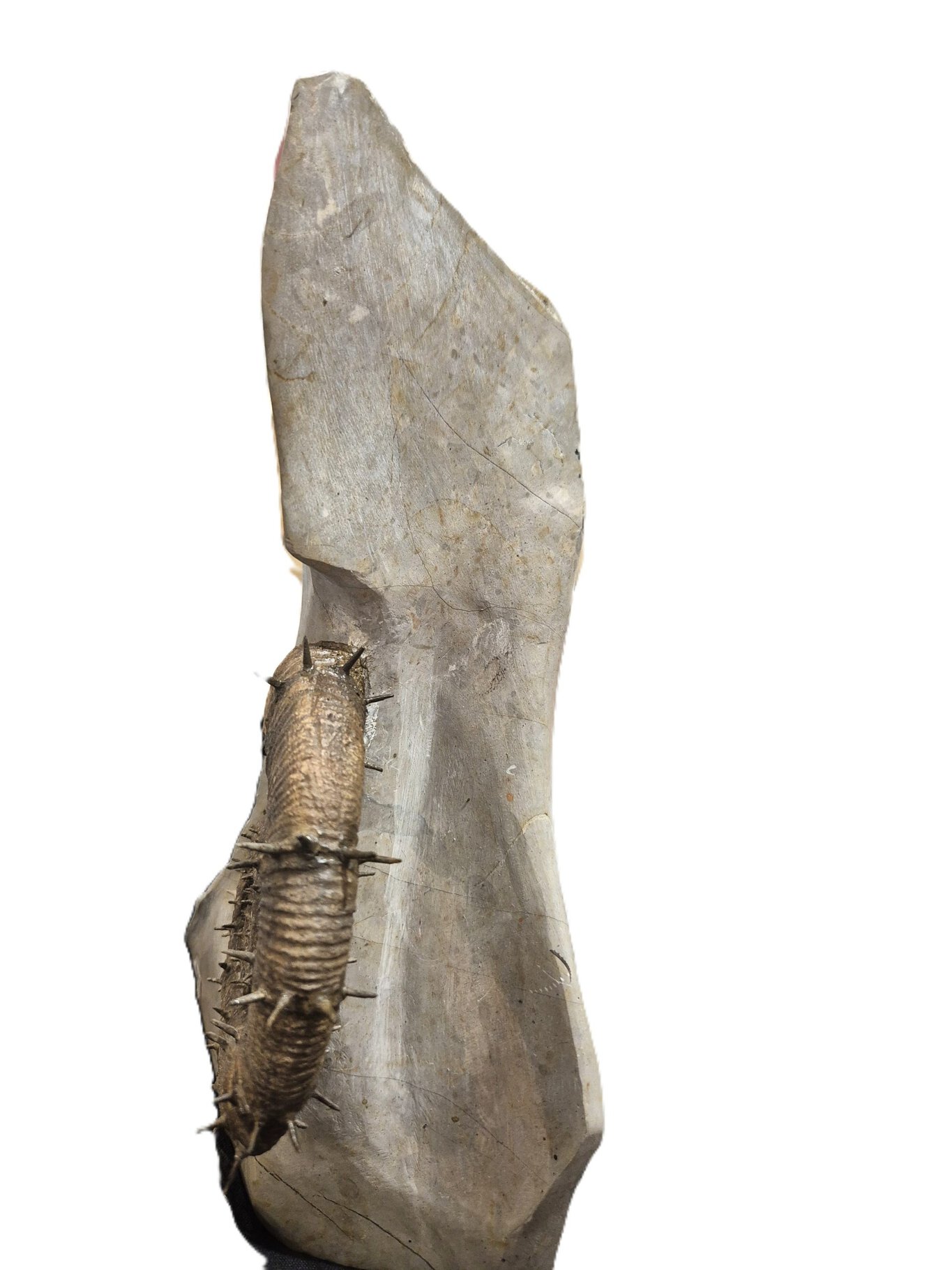 Crioceras Marjorensis Hauterivien – Image 3