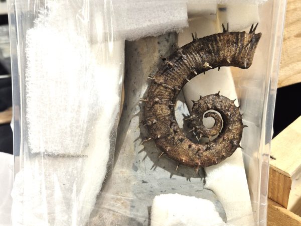 Crioceras Hauterivien