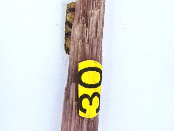 Tourmaline rose cristallisée