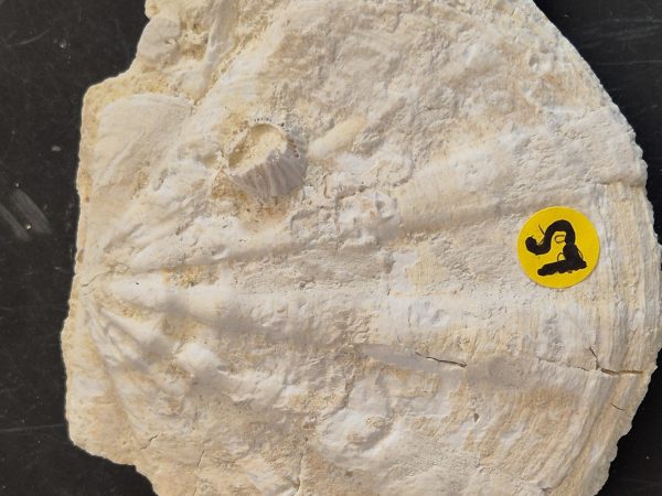 Chlamys laevigata 1