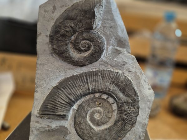 Crioceras nolani sur gangue