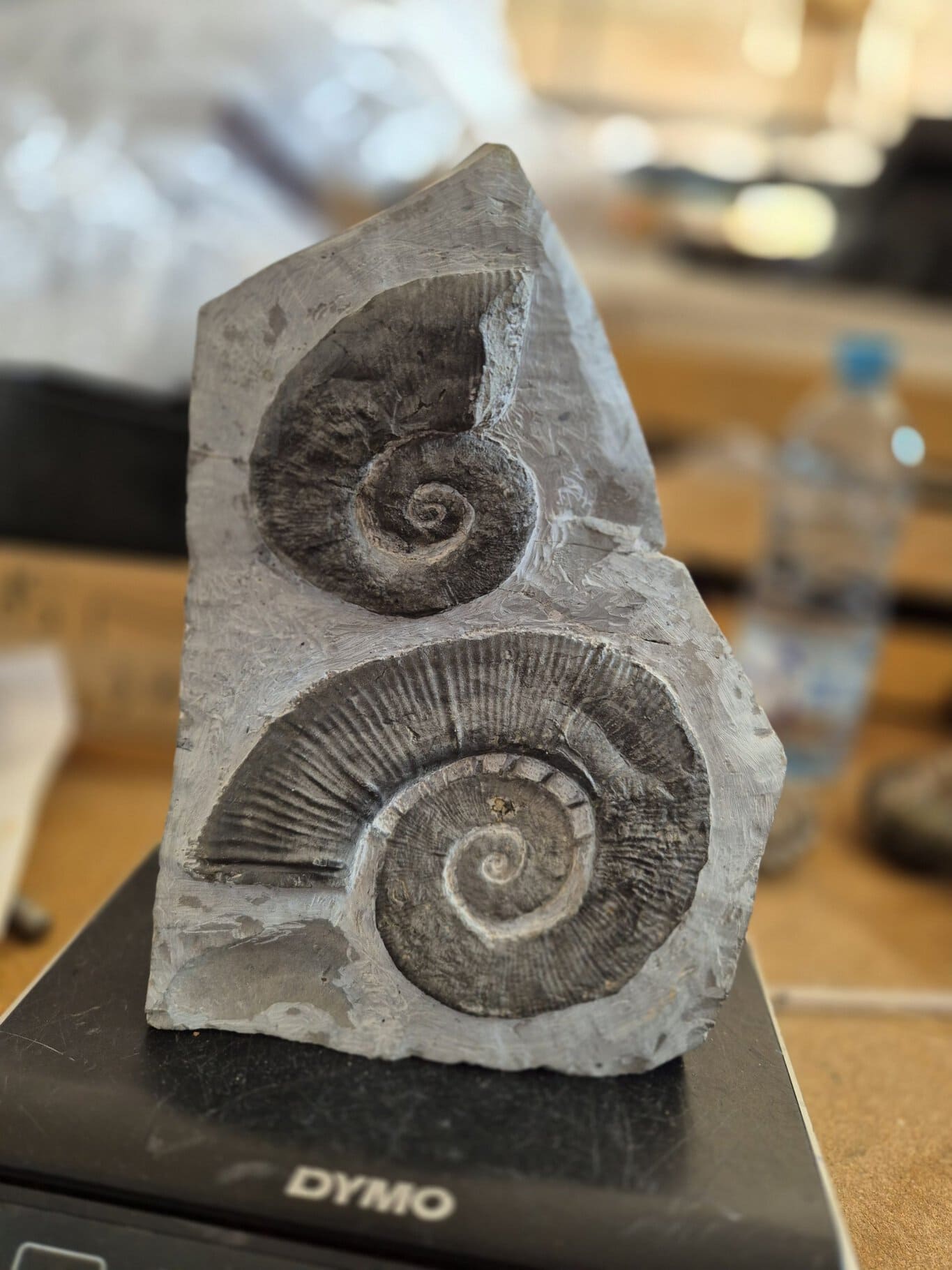 Crioceras nolani sur gangue