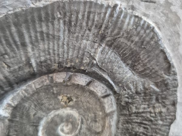 Crioceras nolani Hauterivien