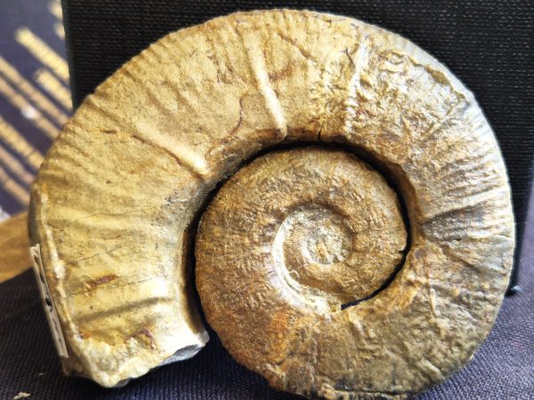 Crioceras longyi