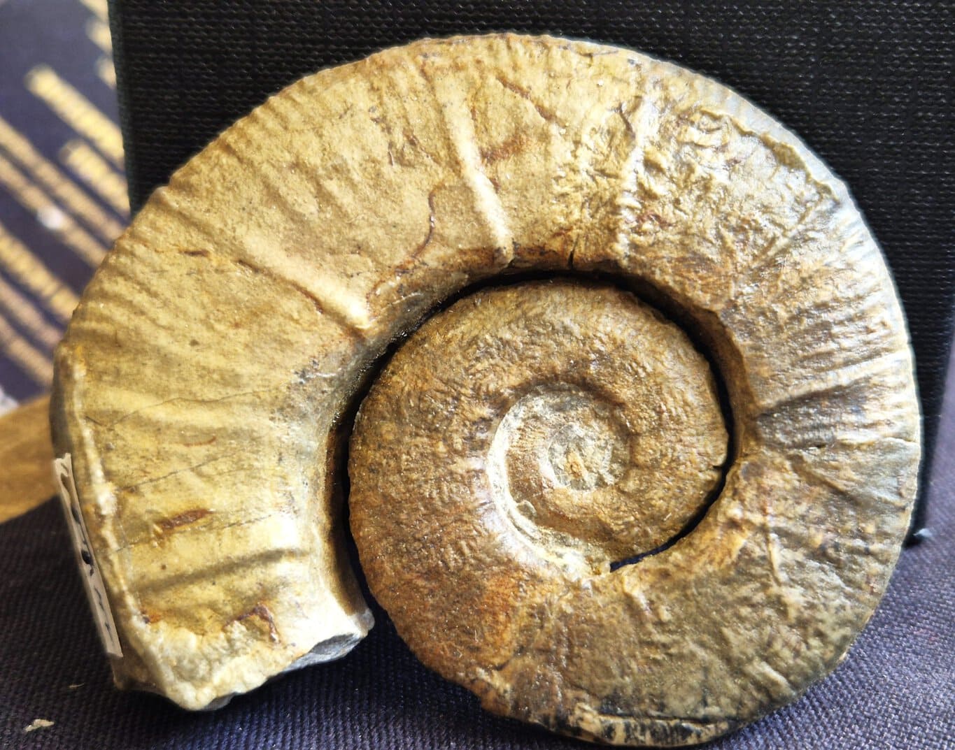 Crioceras longyi