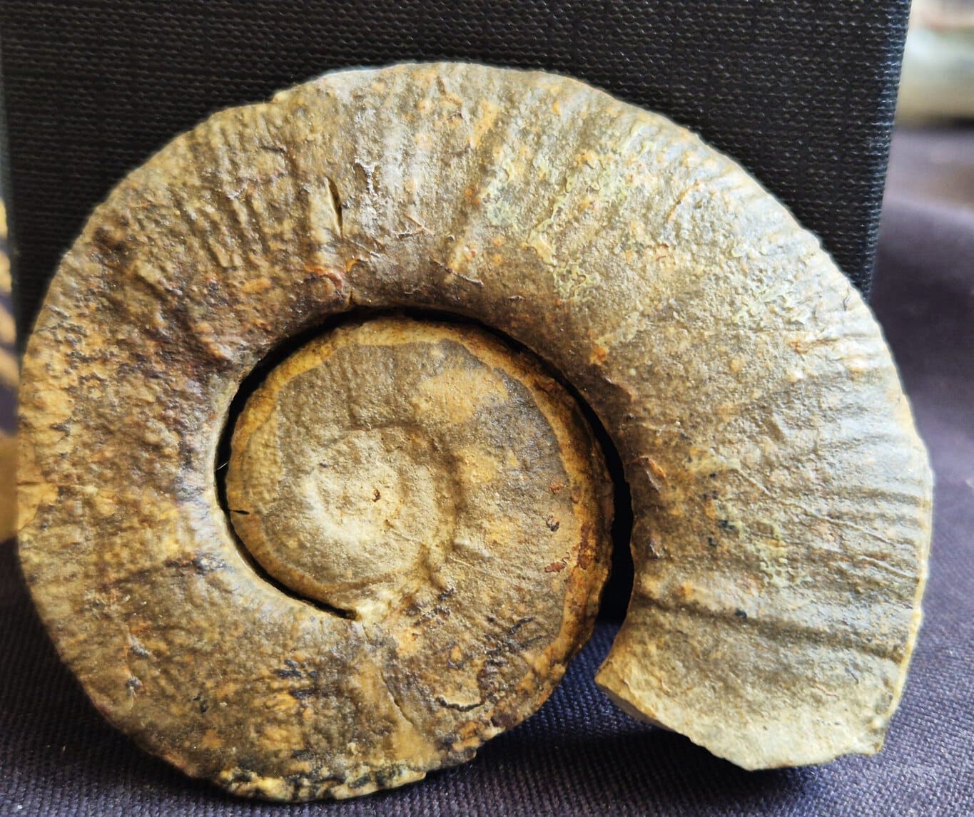 Crioceras longyi – Image 2
