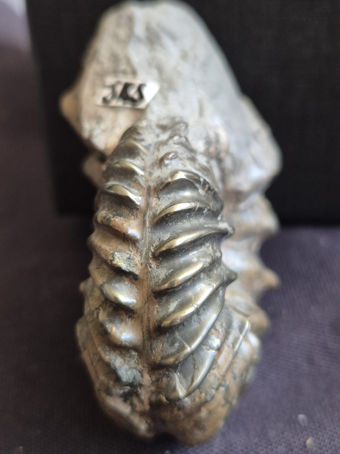 Hoplites dentatus3 – Image 2