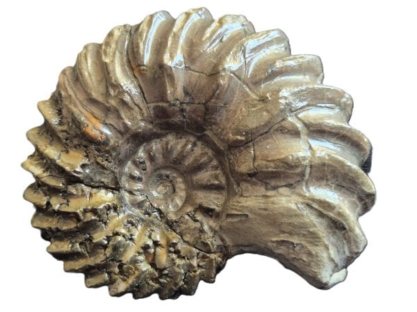 Hoplites dentatus2